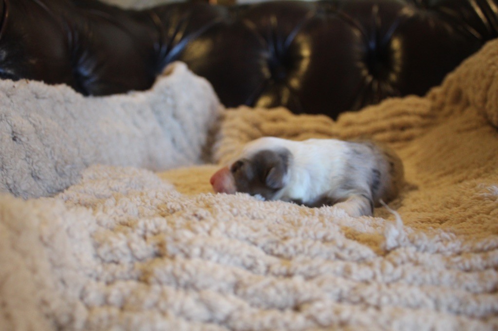 Royal Fluffy - Chiots disponibles - Berger Australien