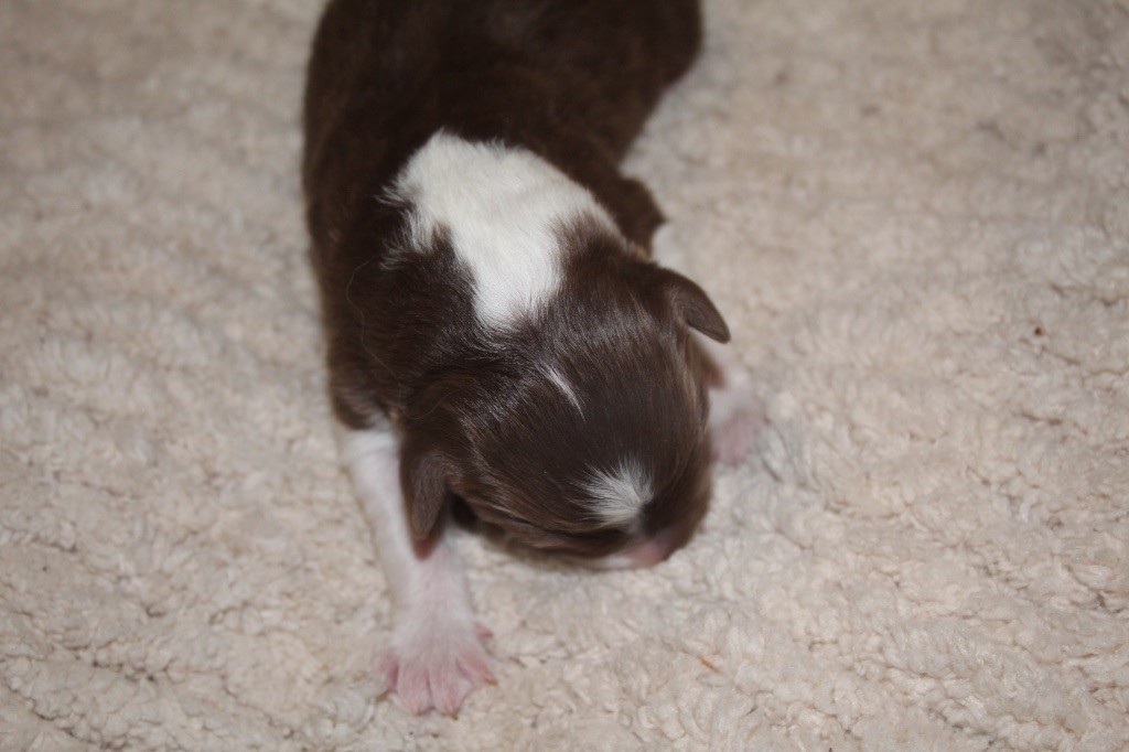 Royal Fluffy - Chiots disponibles - Berger Australien
