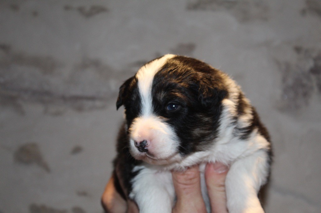 Royal Fluffy - Chiots disponibles - Berger Australien