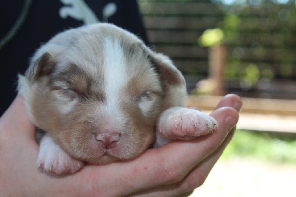 Royal Fluffy - Chiots disponibles - Berger Australien