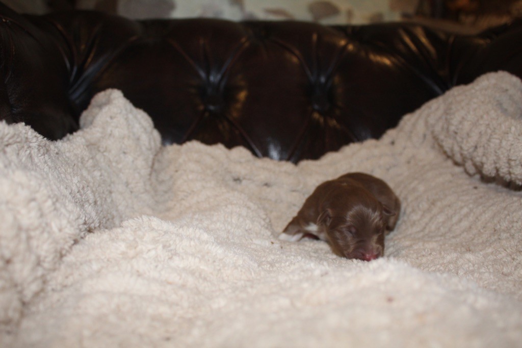 Royal Fluffy - Chiots disponibles - Berger Australien