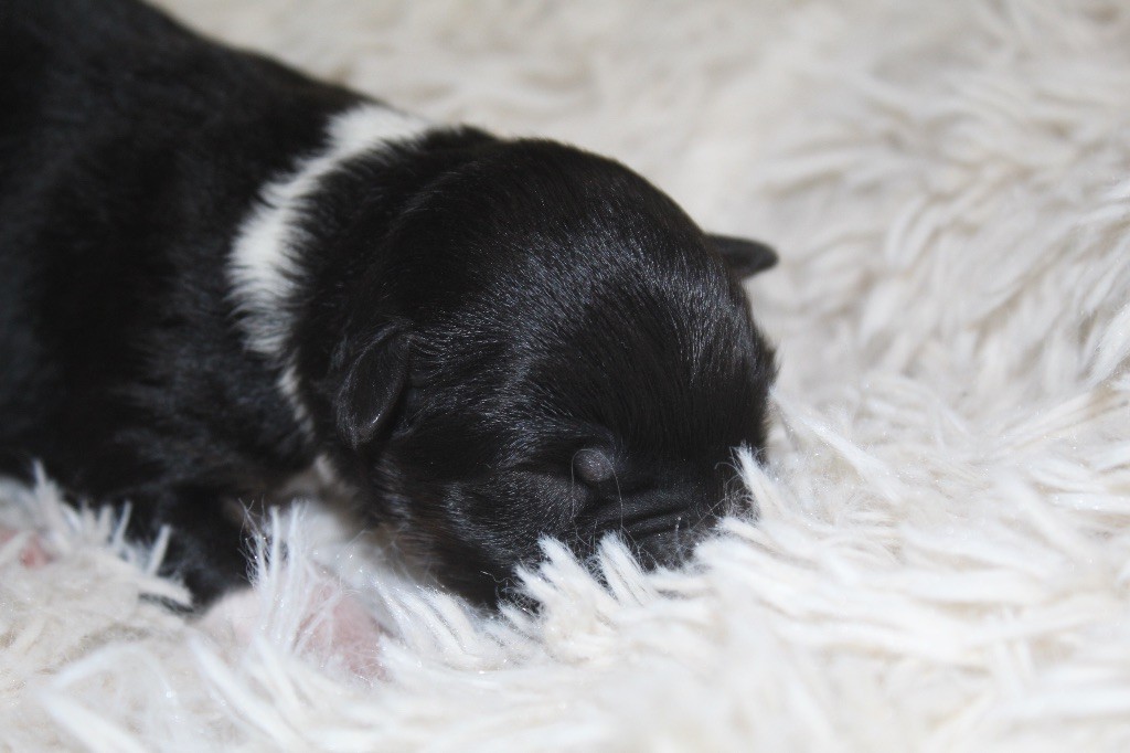 Royal Fluffy - Chiots disponibles - Berger Australien