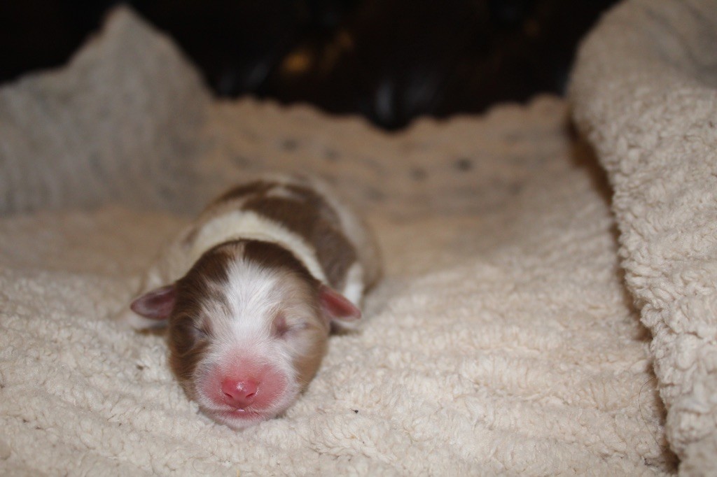 Royal Fluffy - Chiots disponibles - Berger Australien