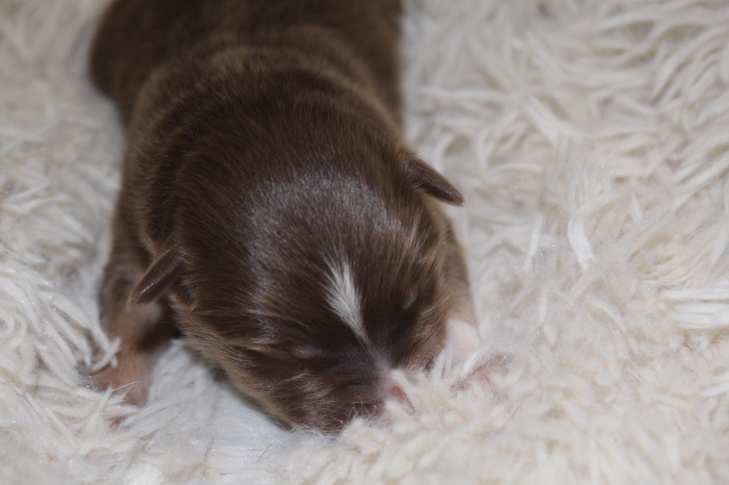 Royal Fluffy - Chiots disponibles - Berger Australien