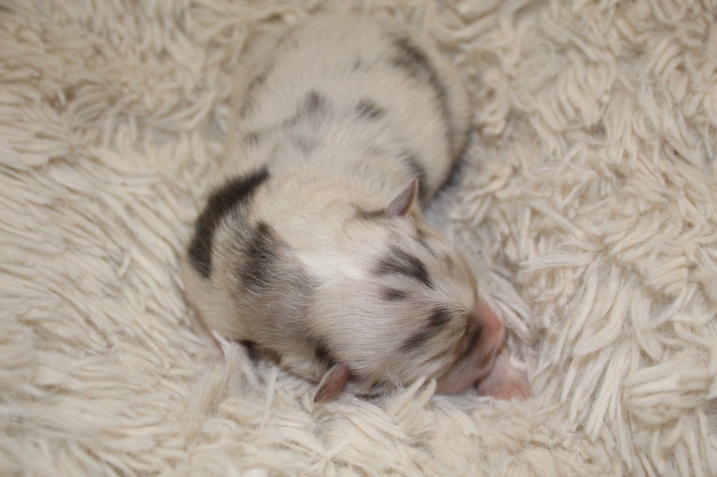 Royal Fluffy - Chiots disponibles - Berger Australien