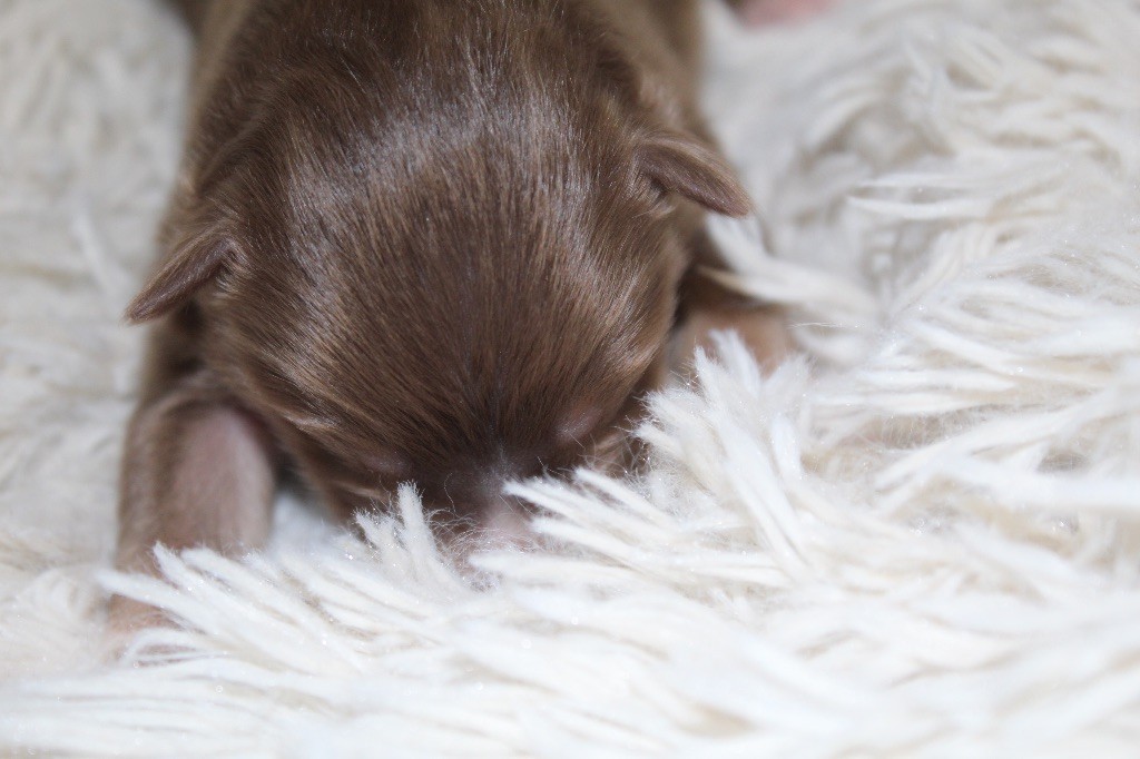 Royal Fluffy - Chiots disponibles - Berger Australien