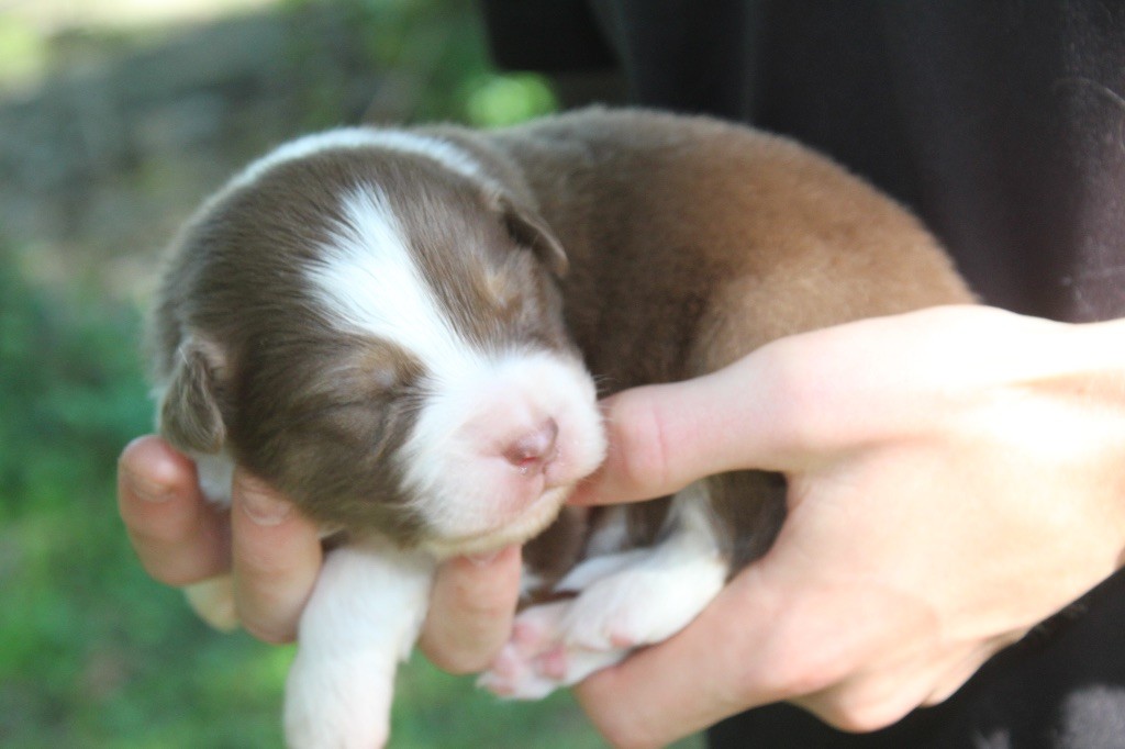 Royal Fluffy - Chiots disponibles - Berger Australien