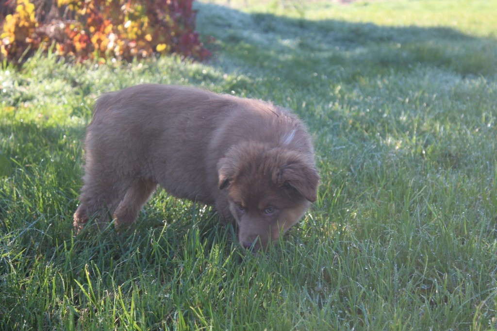 Royal Fluffy - Chiots disponibles - Berger Australien