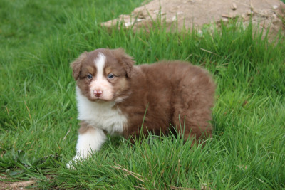 Chiot N°1