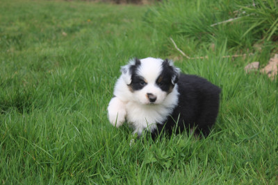 Chiot N°1