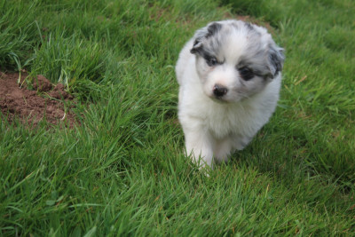 Chiot N°2