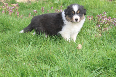 Chiot N°4