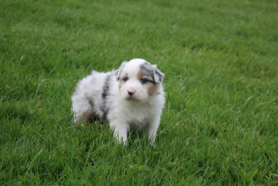 Chiot N°1