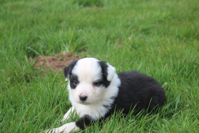 Chiot N°5