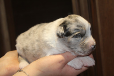 Chiot N°6
