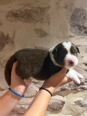 CHIOT 5