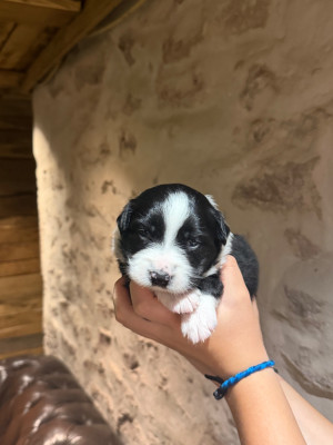 CHIOT 4