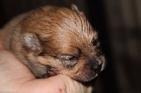 CHIOT