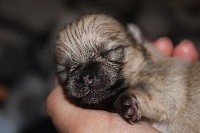 CHIOT
