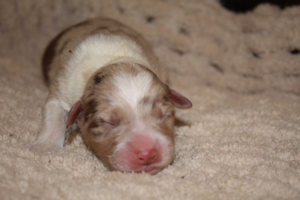 Royal Fluffy - Chiots disponibles - Berger Australien