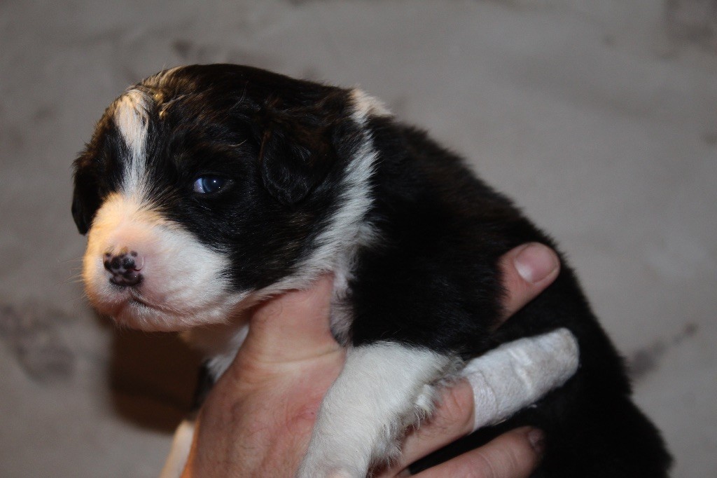 Royal Fluffy - Chiots disponibles - Berger Australien