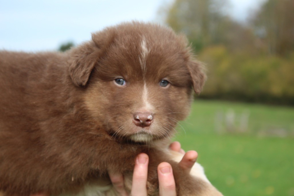 Royal Fluffy - Chiots disponibles - Berger Australien