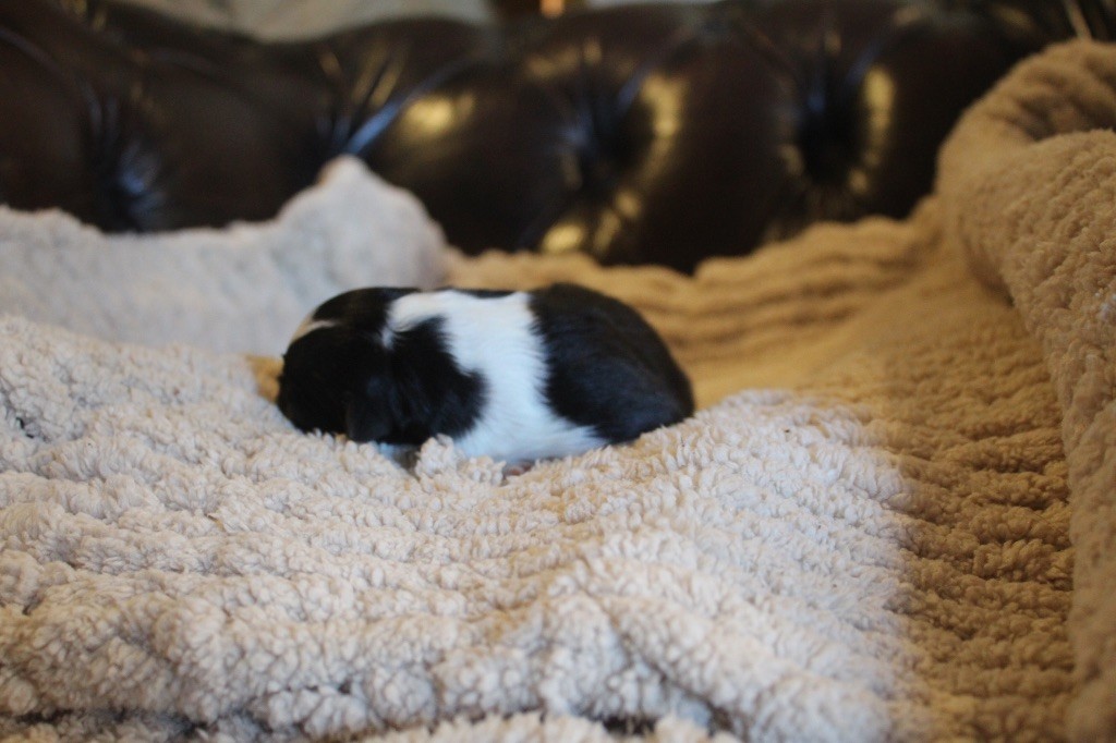 Royal Fluffy - Chiots disponibles - Berger Australien