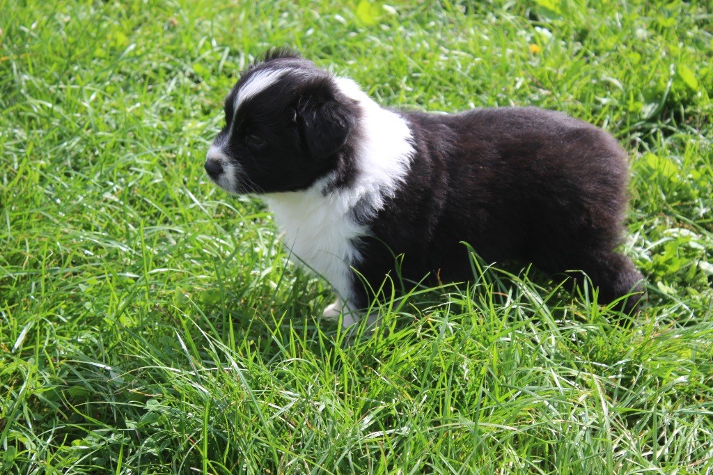 Royal Fluffy - Chiots disponibles - Berger Australien