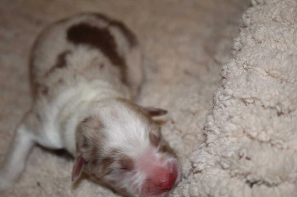 Royal Fluffy - Chiots disponibles - Berger Australien