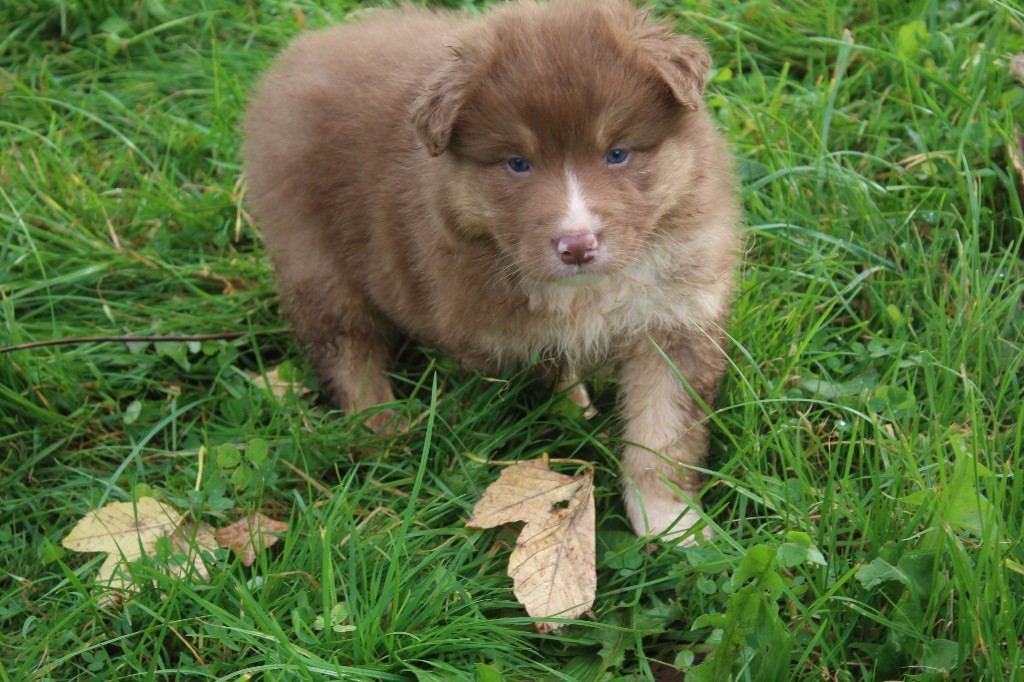 Royal Fluffy - Chiots disponibles - Berger Australien